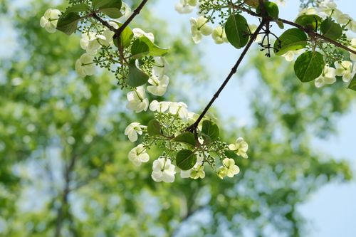 Free Beautiful close-up of white dogwood blossoms against a clear spring sky, capturing natural beauty. Stock Photo