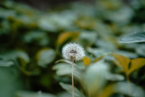 Free A detailed close-up of a dandelion seed head in a lush Srinagar garden with dark green leaves. Stock Photo