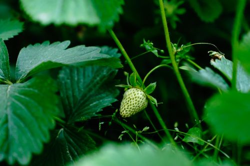 Free Close-up of an unripe strawberry growing among dark green leaves in Srinagar, capturing fresh nature. Stock Photo