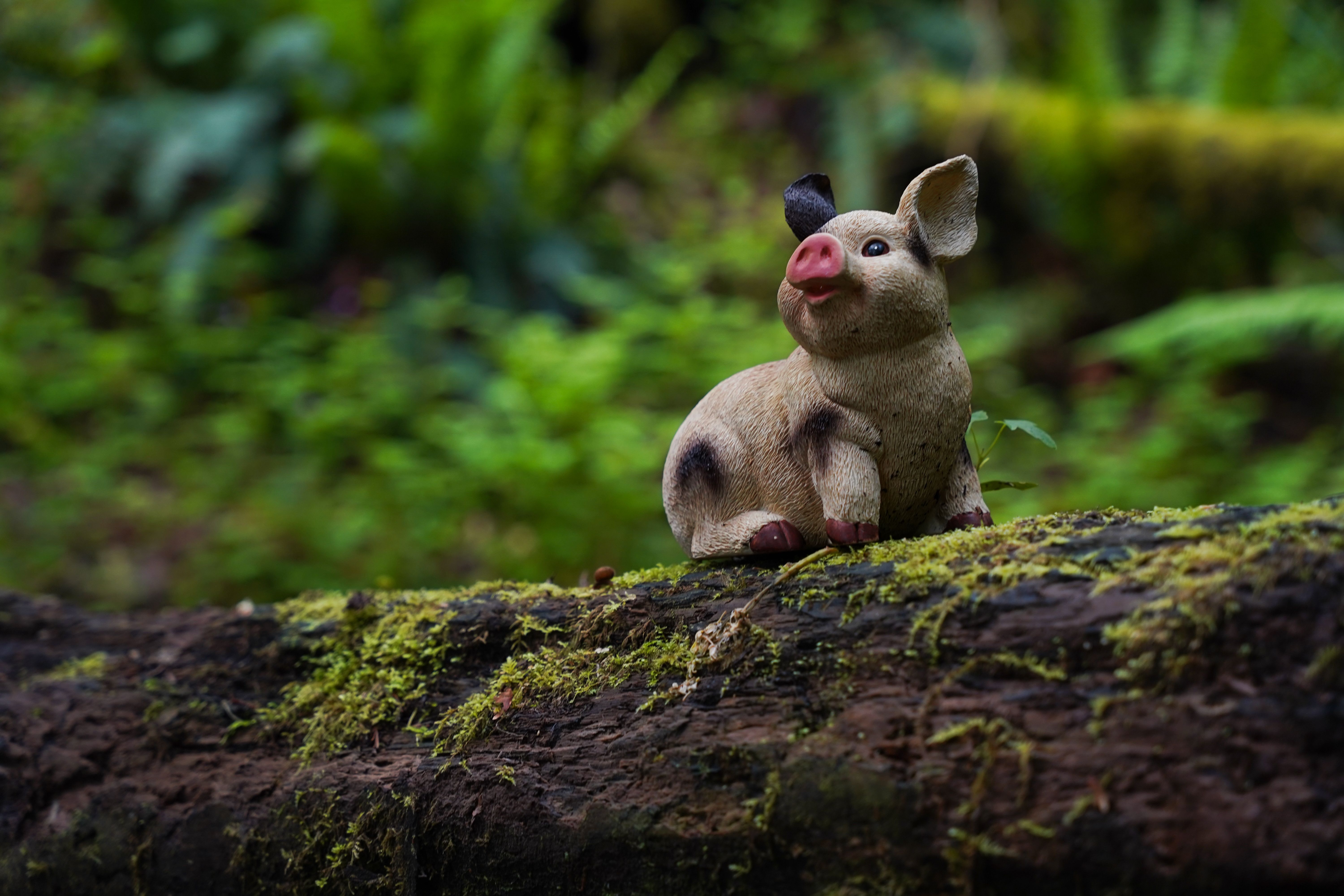Pig Log Photos, Download The BEST Free Pig Log Stock Photos & HD Images