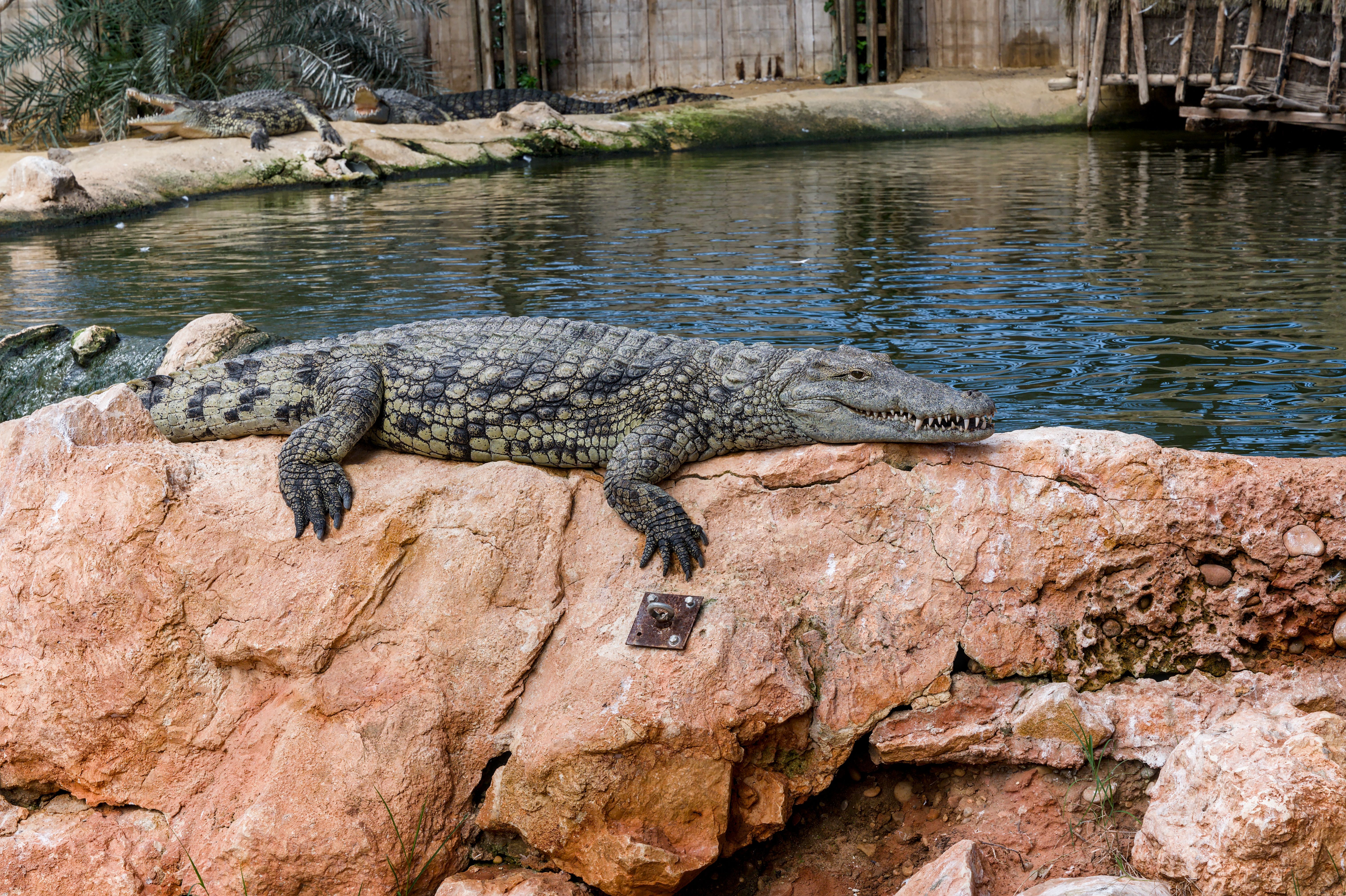 Crocodile Creek Adventure Ride