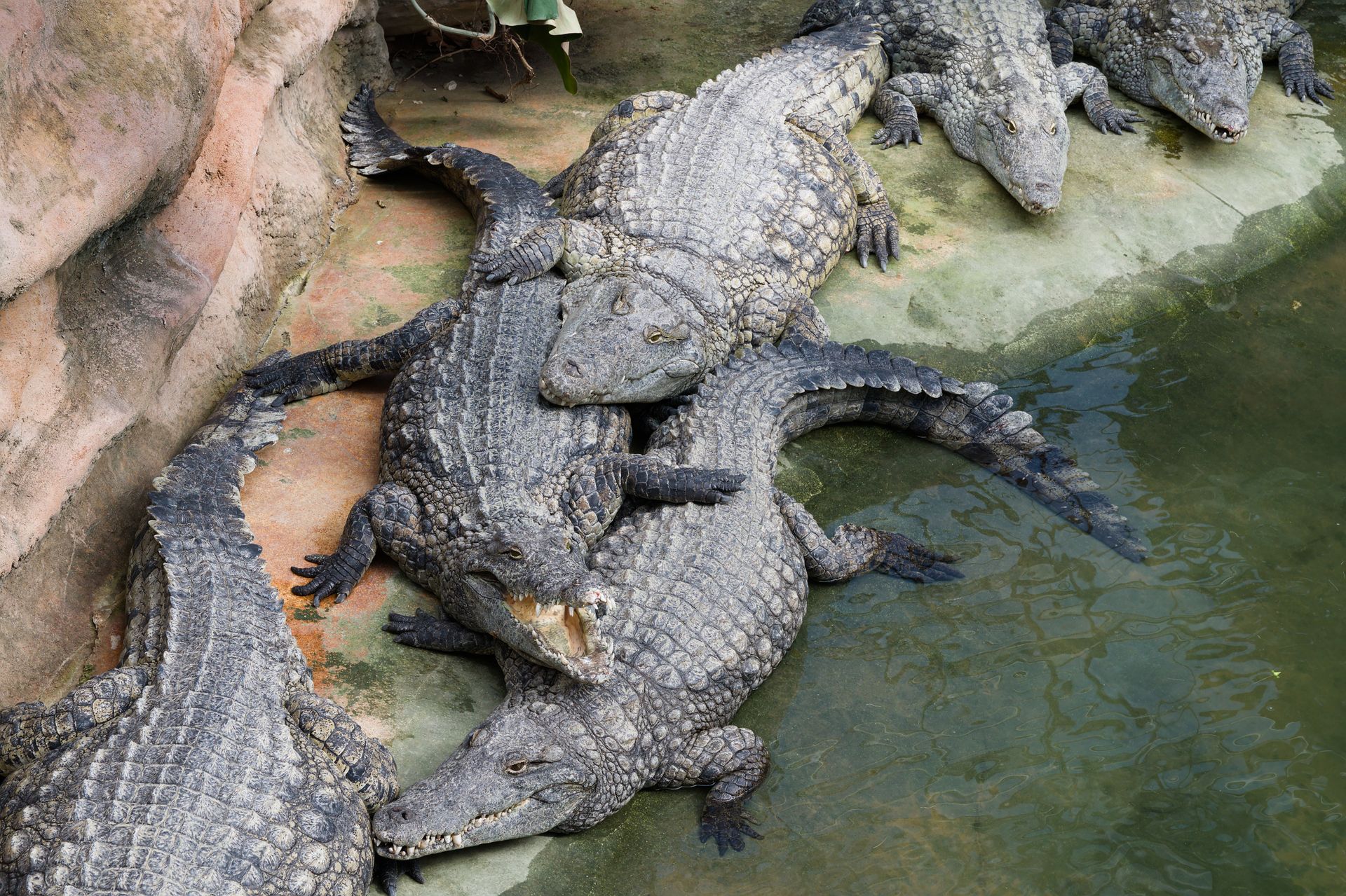 A close-up view of multiple crocodiles lounging together by the water's edge, displaying their rugged textures.