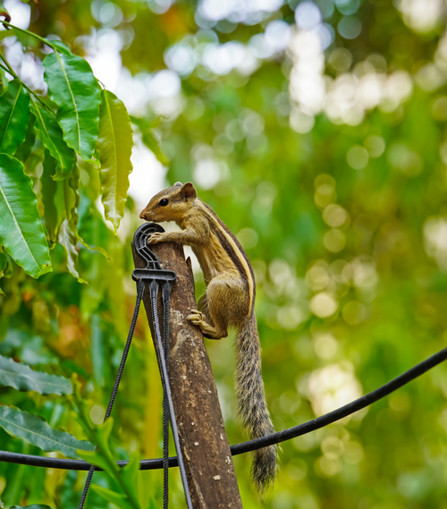 Free Close-up of an Indian palm squirrel perched with vibrant green leaves. Stock Photo