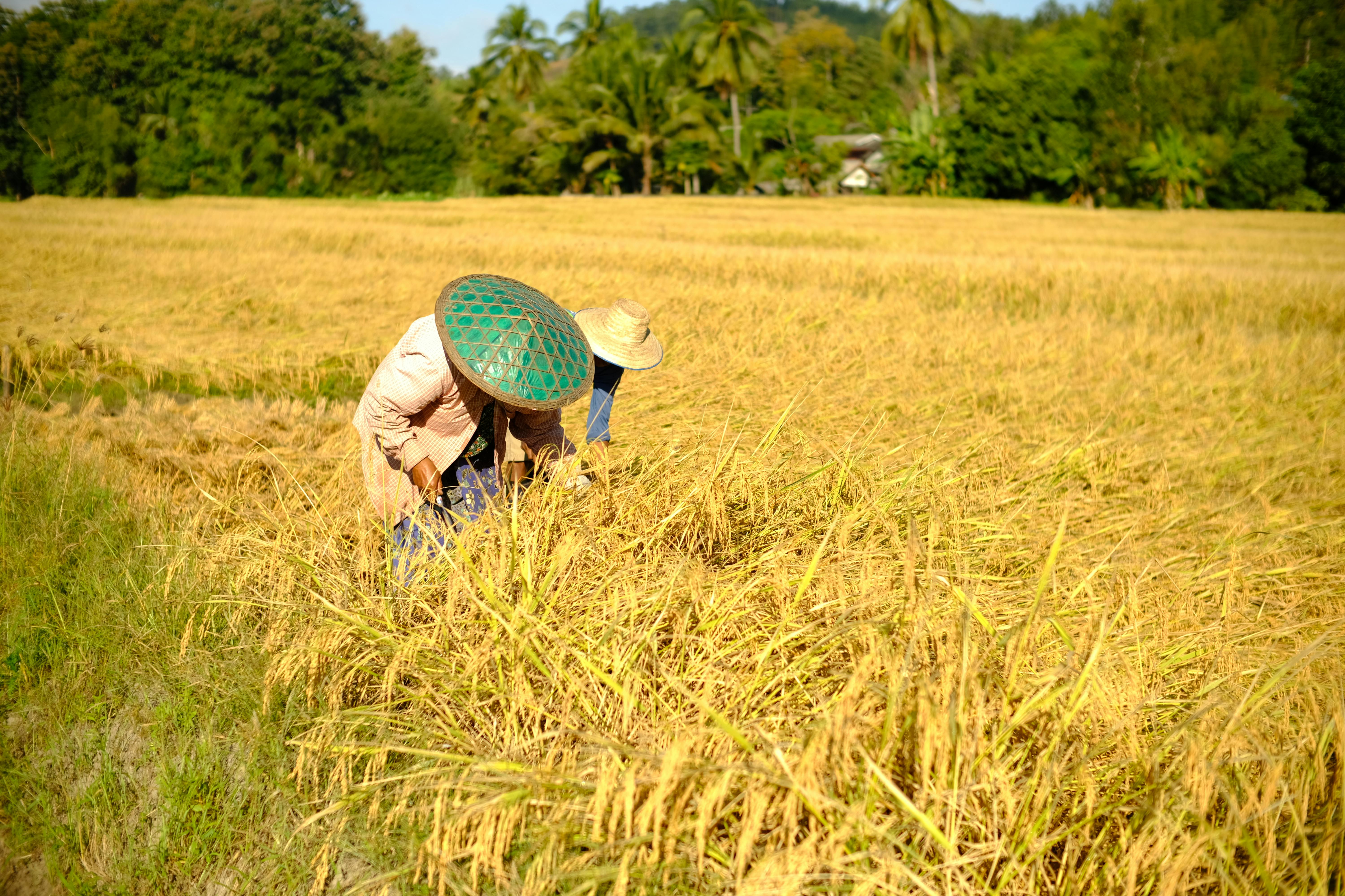 Farmers harvesting rice in a lush field in Mae Hong Son, Thailand. - Mae Sot
