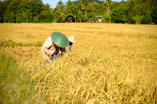 Farmers harvesting rice in a lush field in Mae Hong Son, Thailand.