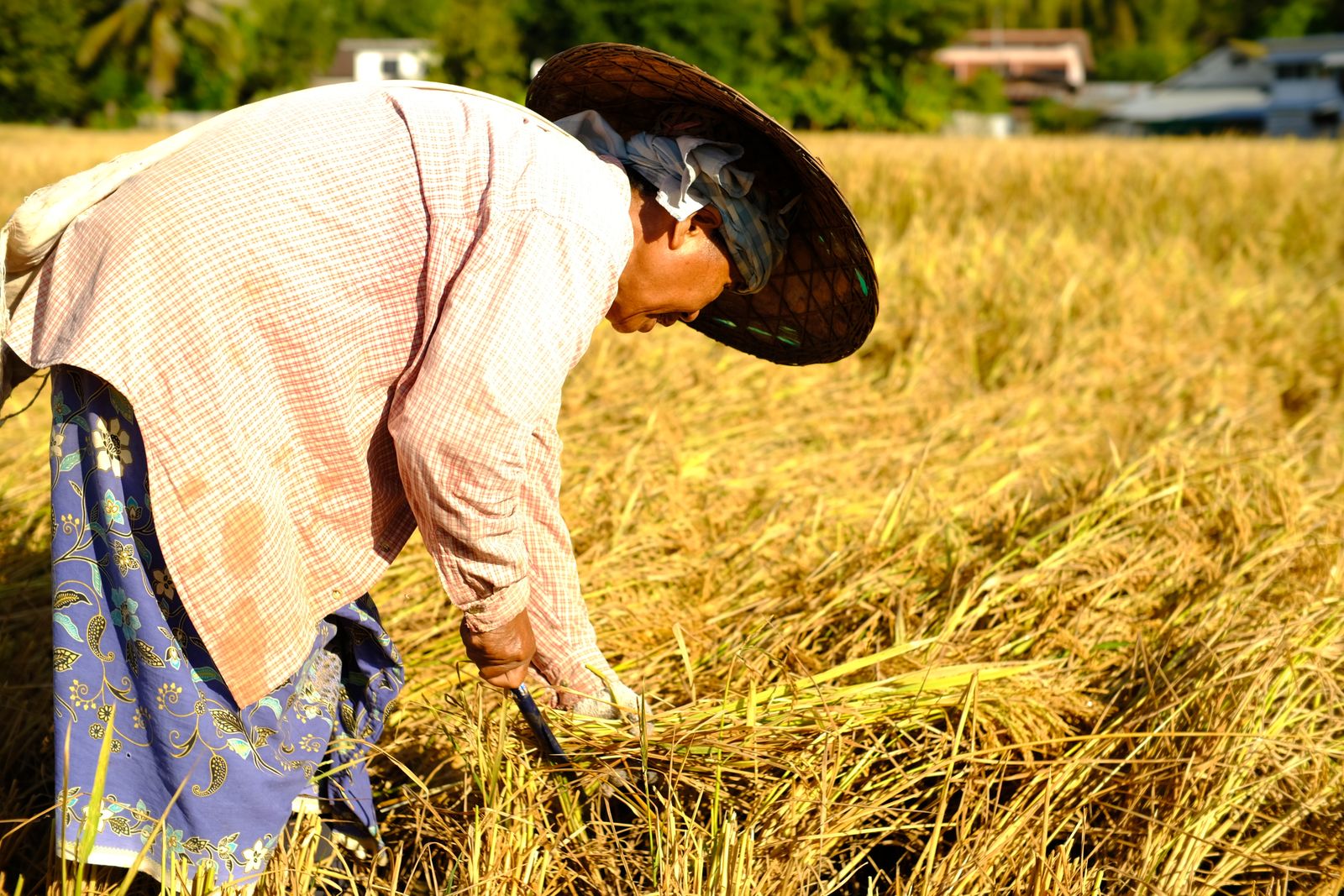 Two People on Rice Field · Free Stock Photo