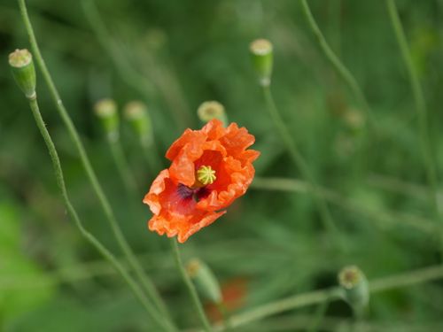 Free Close-up of a vivid orange poppy with a blurred green background, representing spring's natural beauty. Stock Photo