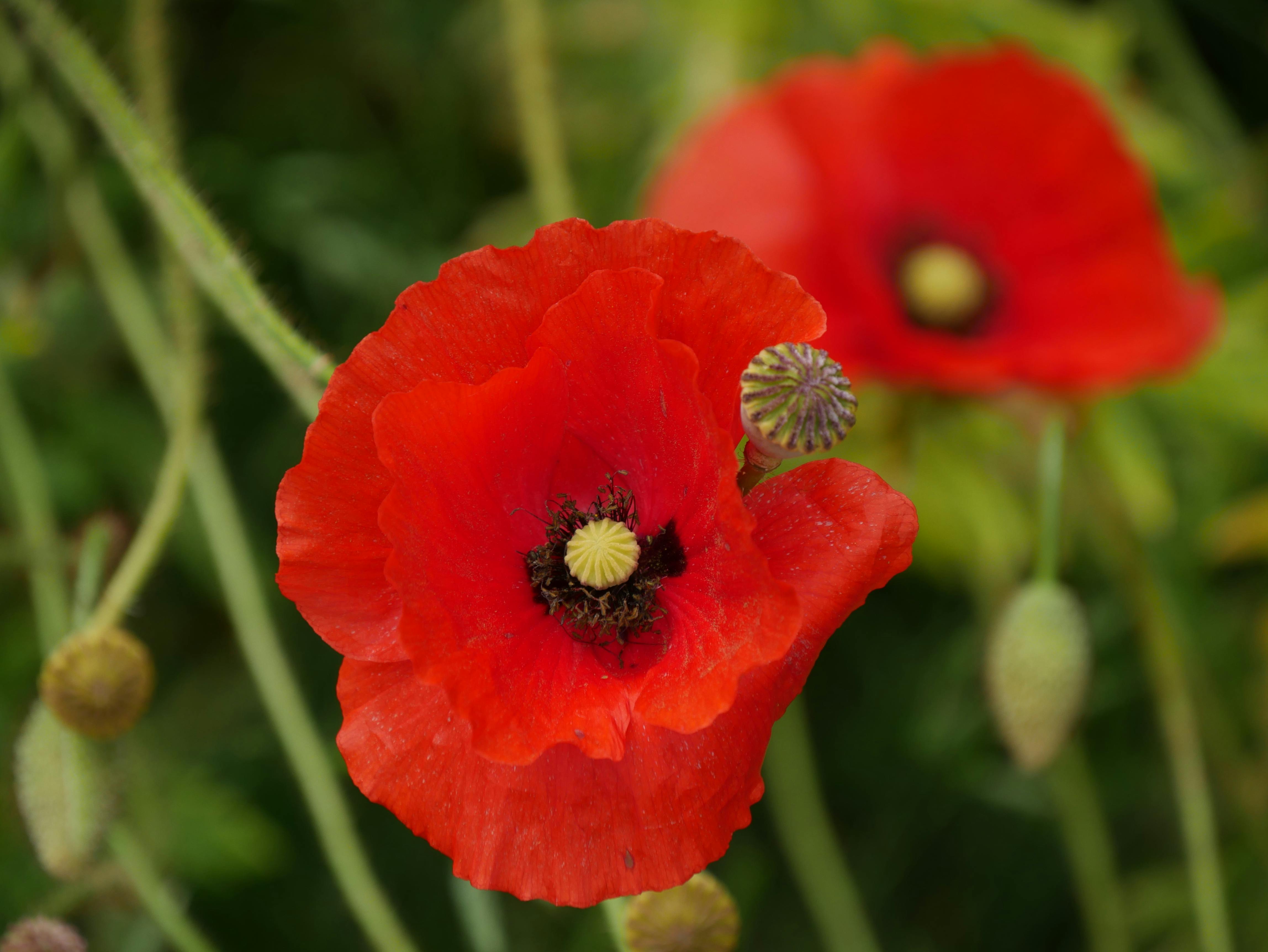 Close-up of a vibrant red poppy flower against a green natural background.