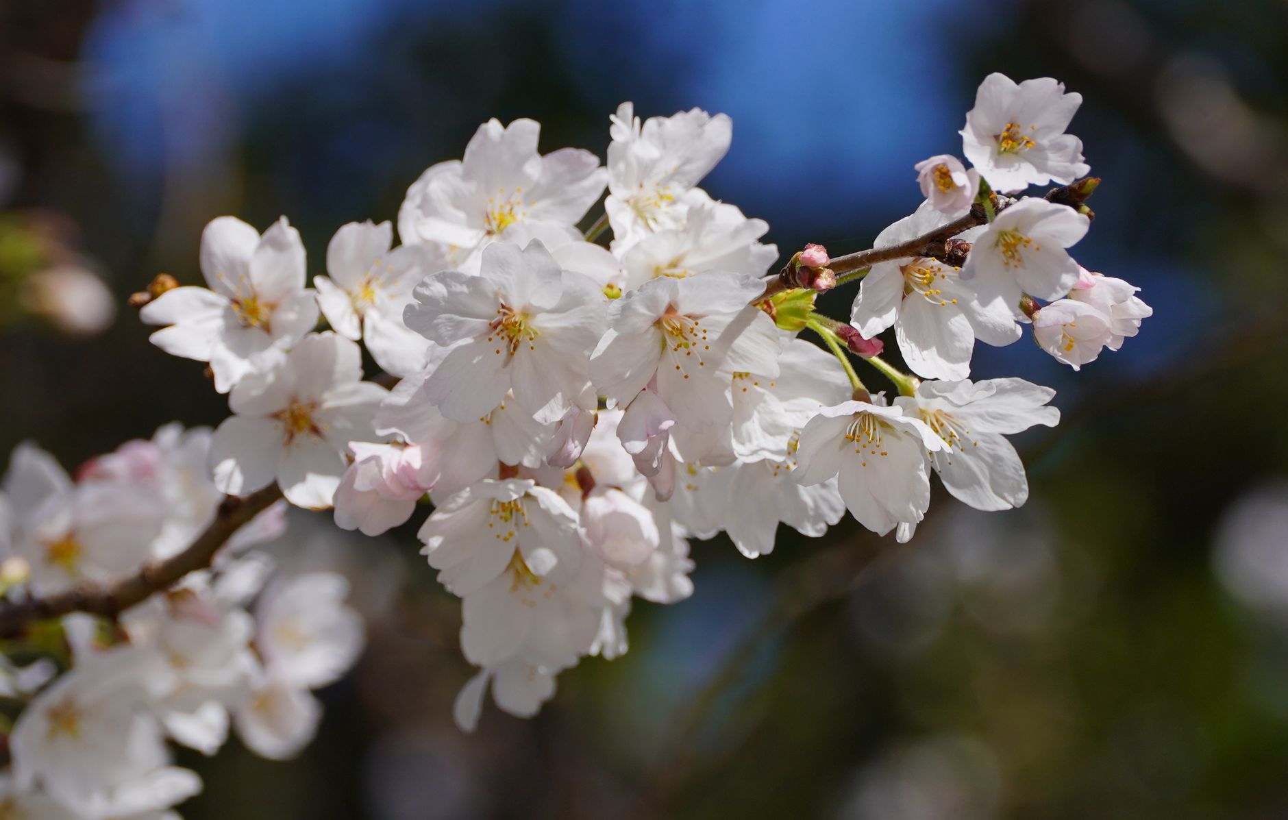 青い空を背景にした桜のクローズアップ。春の美しさを捉えています。
