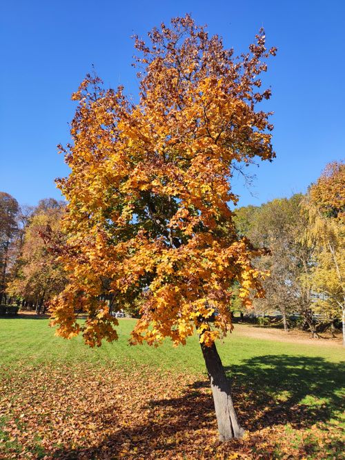 Free A colorful autumn tree stands in a Sarajevo park, showcasing vibrant fall foliage and a clear blue sky. Stock Photo