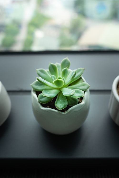 Free Top-down view of a green succulent in a white ceramic pot, ideal for decor or gardening themes. Stock Photo