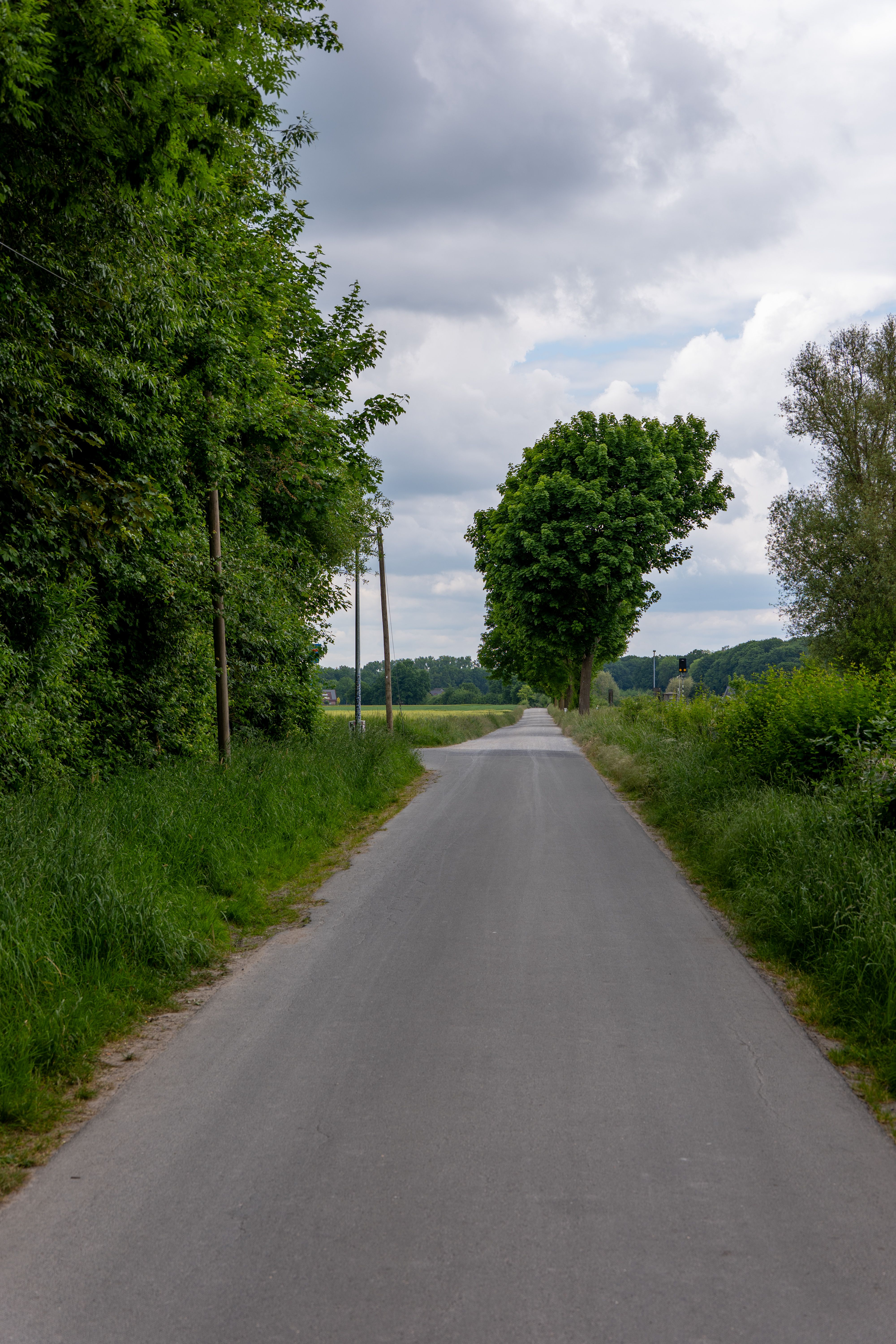 Scenic Country Road Lined with Trees · Free Stock Photo