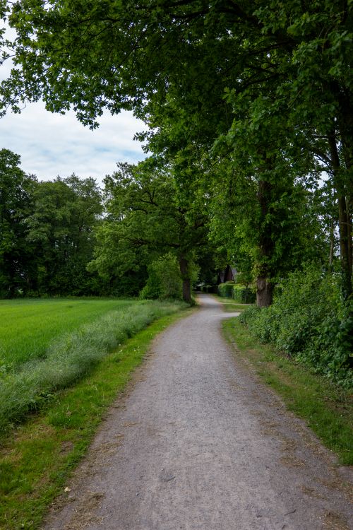 Free A peaceful gravel path through lush greenery and tall trees on a summer day, ideal for nature lovers. Stock Photo