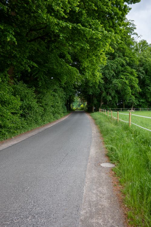 Free Tranquil rural road surrounded by vibrant green trees and grass, perfect for a nature retreat. Stock Photo