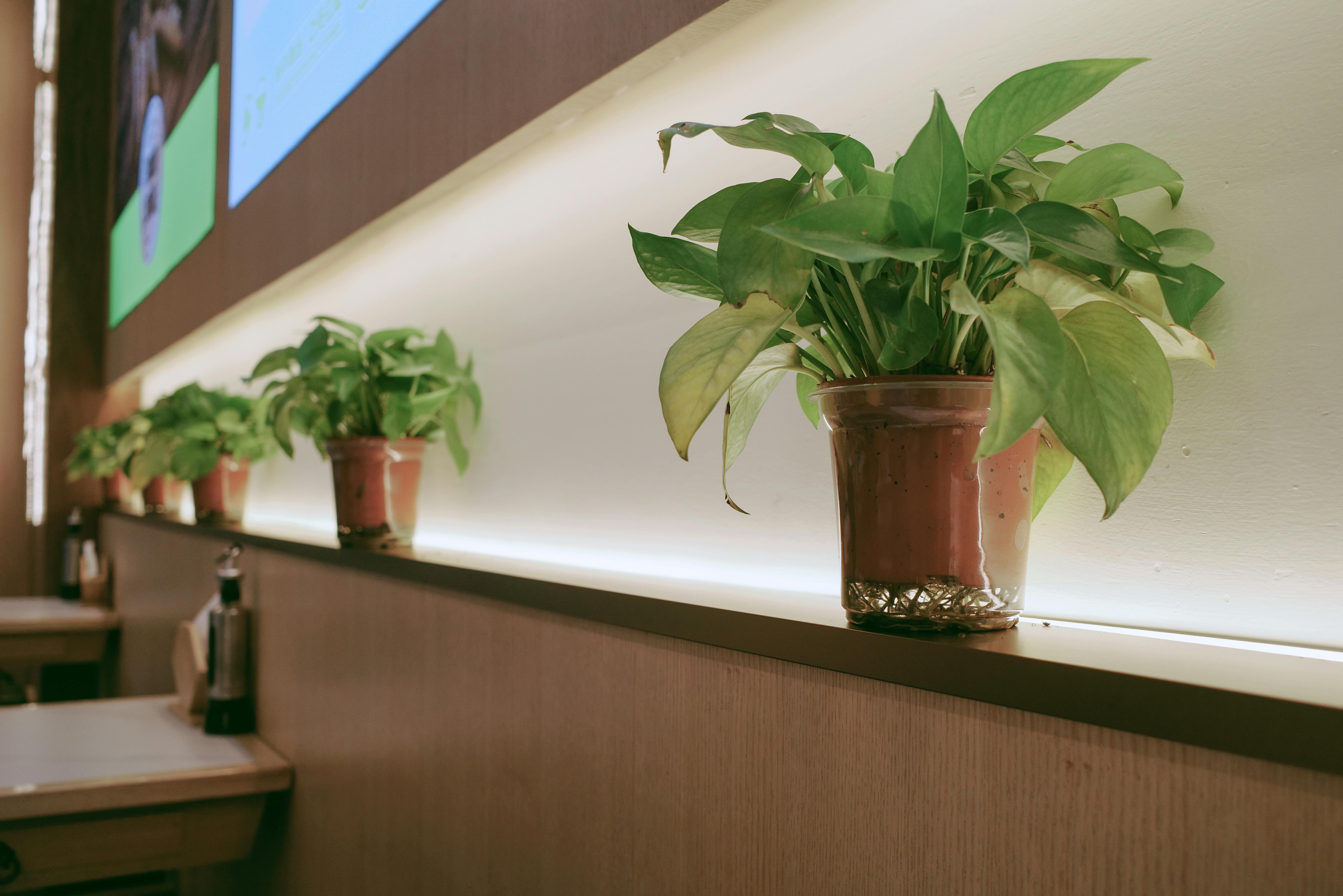 A sleek dining area featuring a row of vibrant potted plants on a wooden ledge under gentle lamplight.