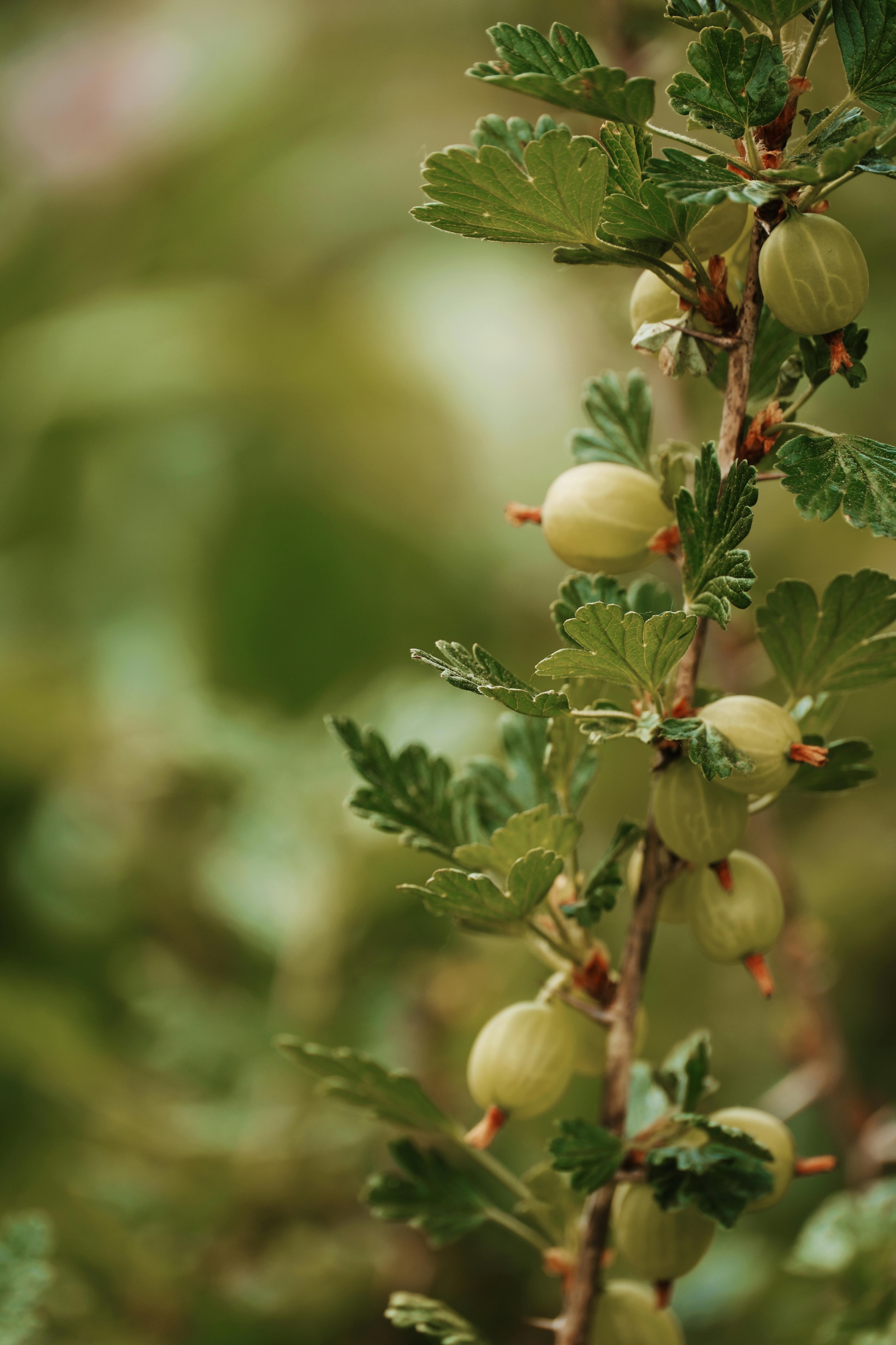 Restoring Old Blackcurrant & Gooseberry Bushes: Rejuvenation Pruning for Abundant Fruit and Healthy Growth