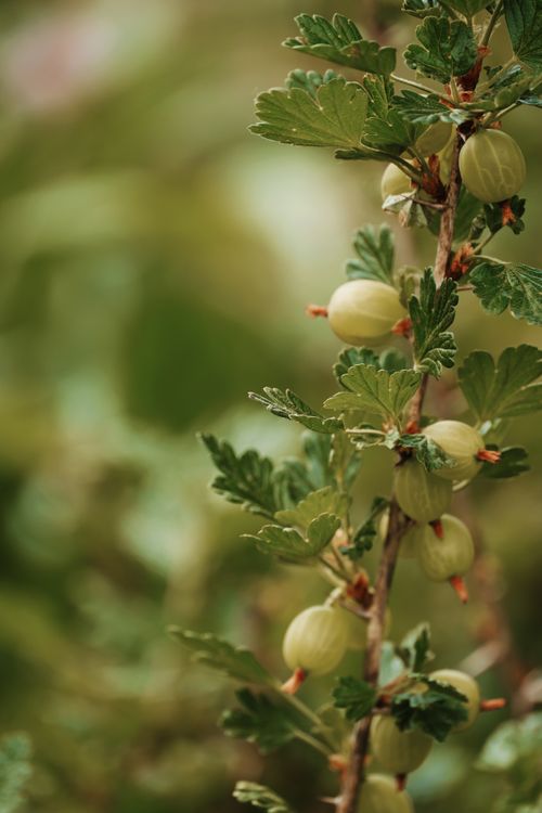 Free Detailed macro shot of gooseberries on a branch with lush green leaves in summer. Stock Photo