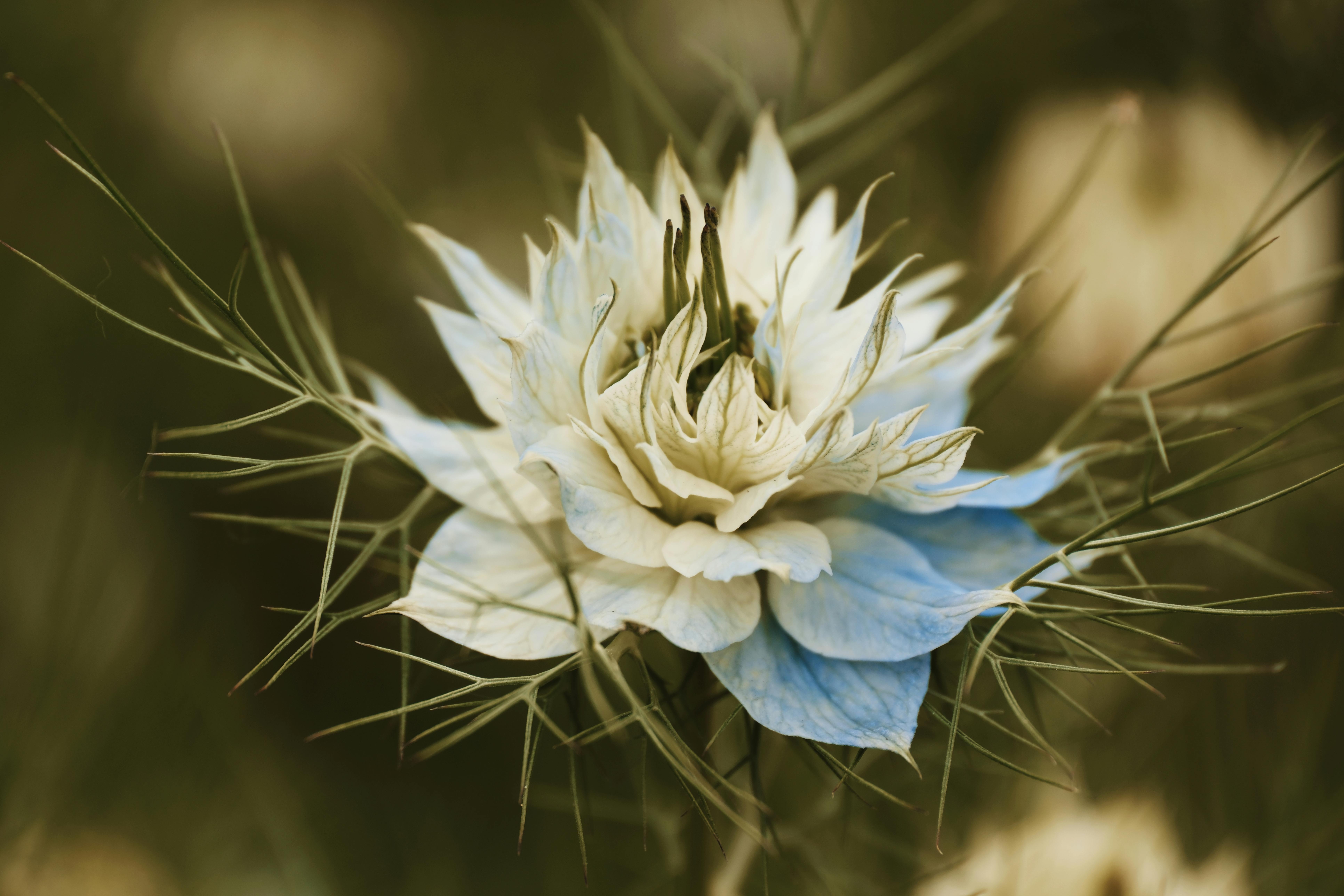 Безкоштовне стокове фото на тему «nigella, nigella damascena, Біла квітка» стокове фото