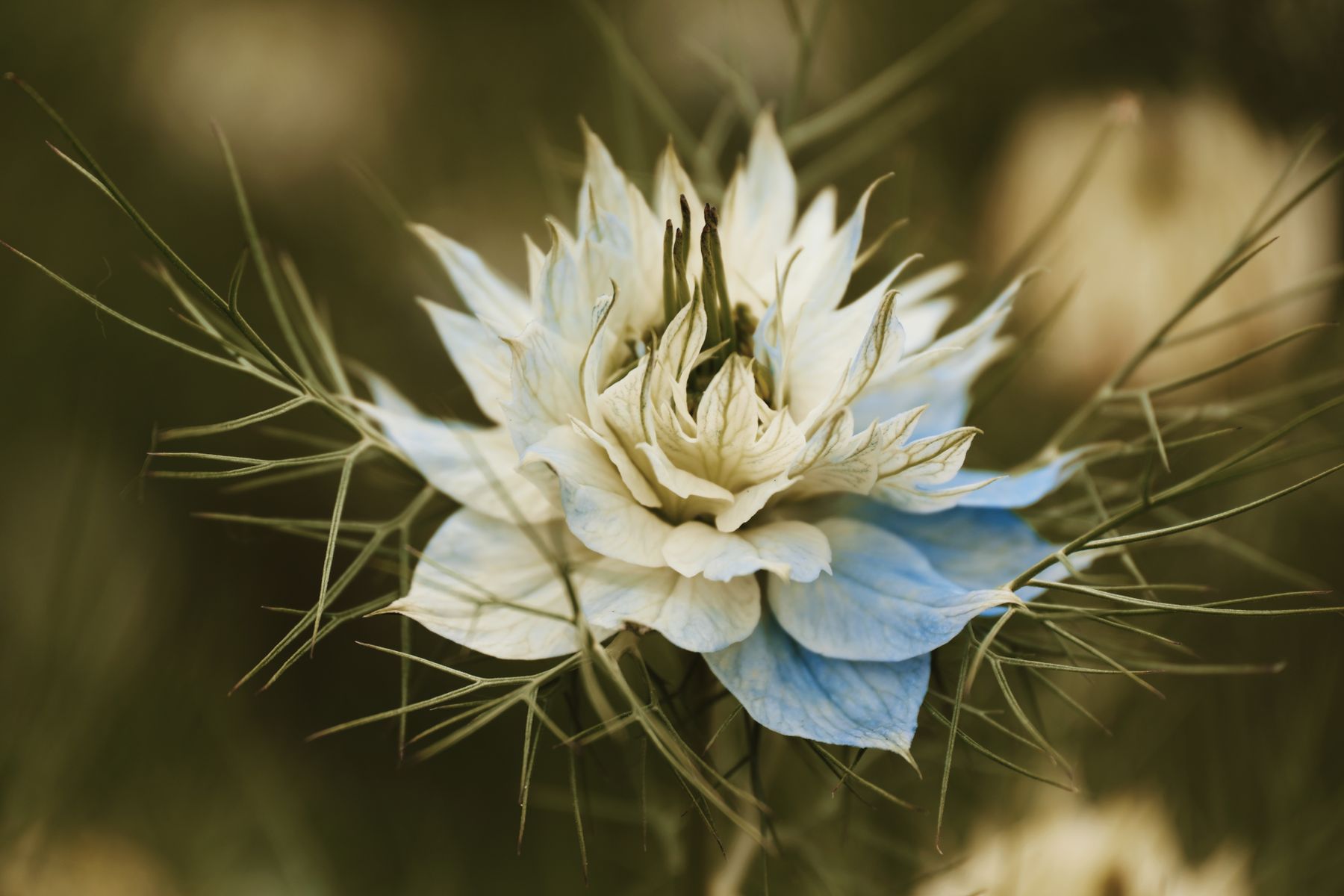 Nigella flowers with fine foliage
