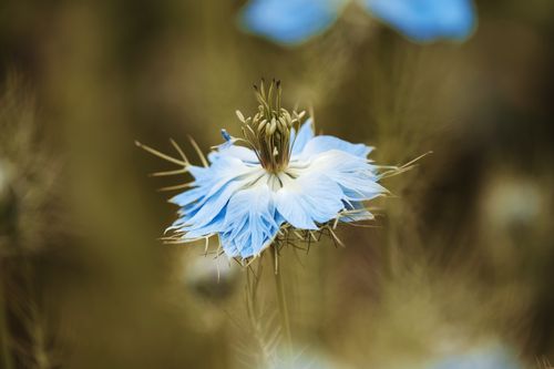 Free Vibrant blue Nigella flower in full bloom with intricate petals and soft focus background. Stock Photo