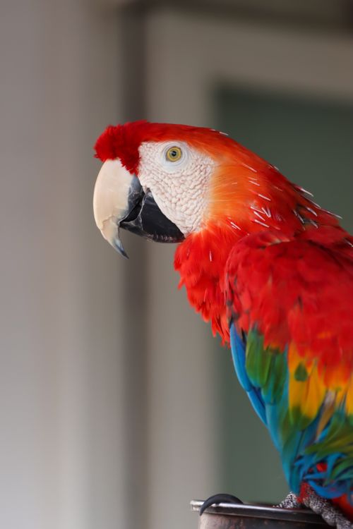 Free Brightly colored Scarlet Macaw perched indoors, showcasing vibrant plumage. Stock Photo