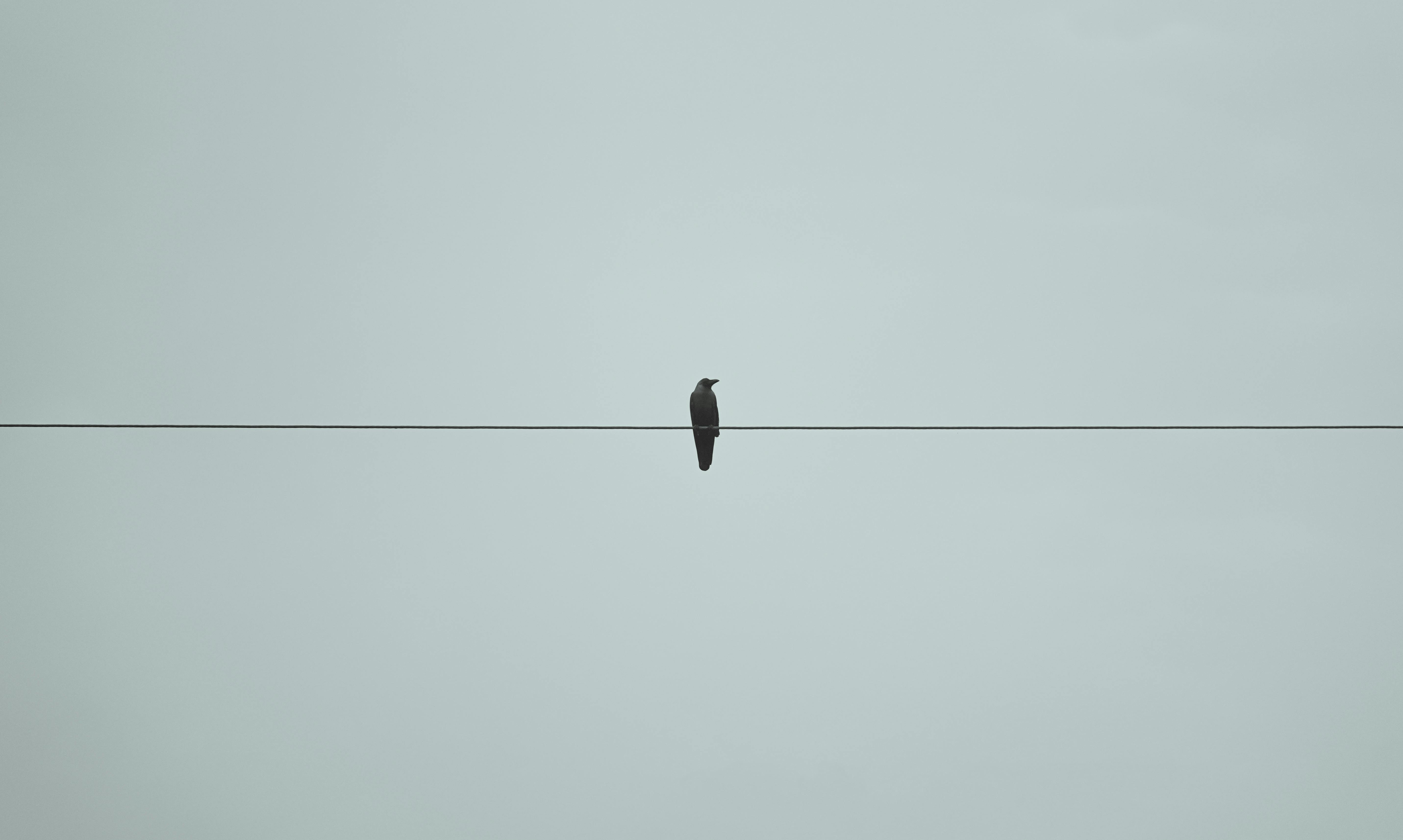 grátis Imagem minimalista de um pássaro solitário pousado em um fio de energia com um céu azul suave ao fundo. Foto profissional