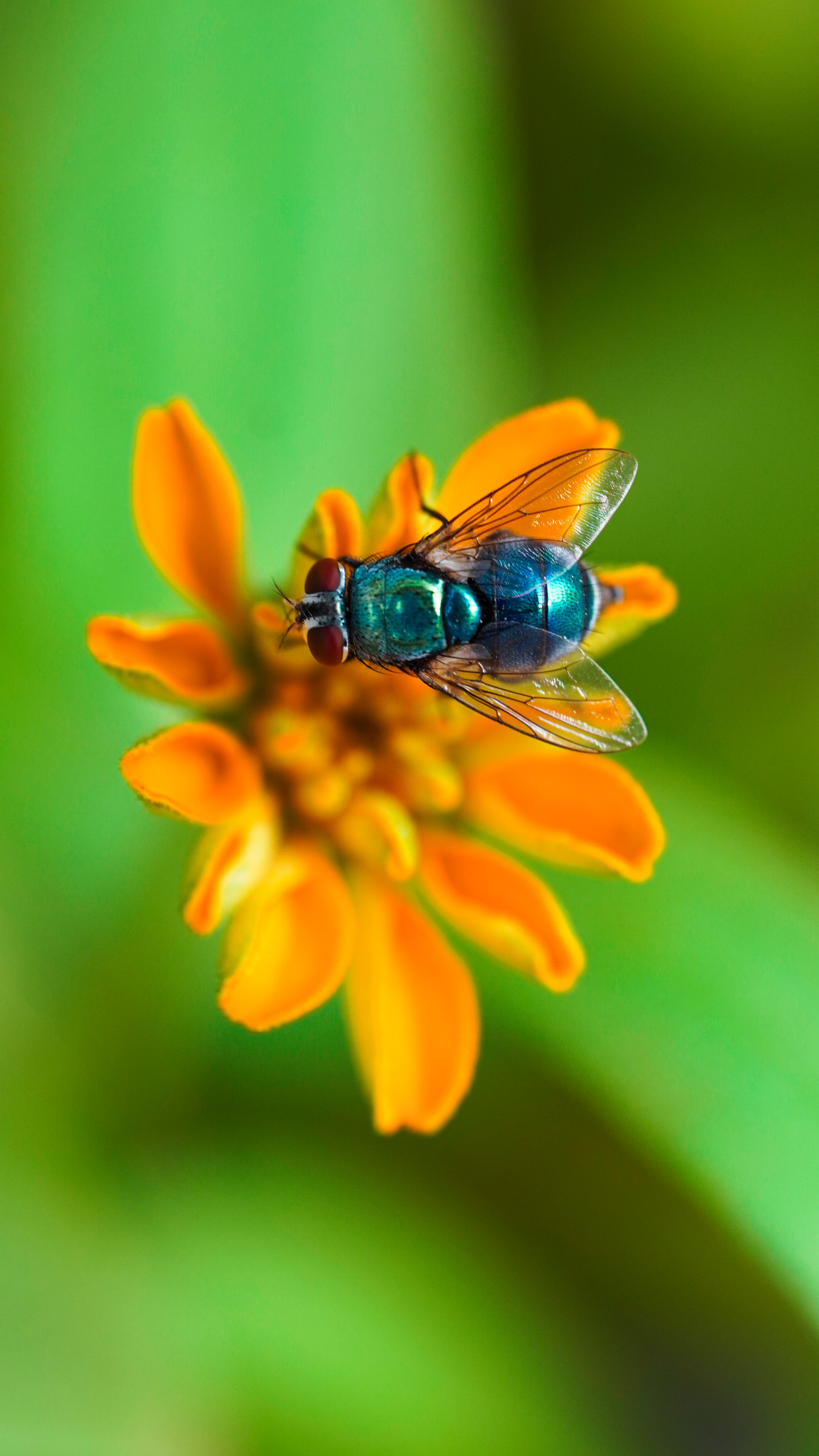 Vibrant macro image capturing a greenbottle fly on a bright orange flower, set against a blurred green background.