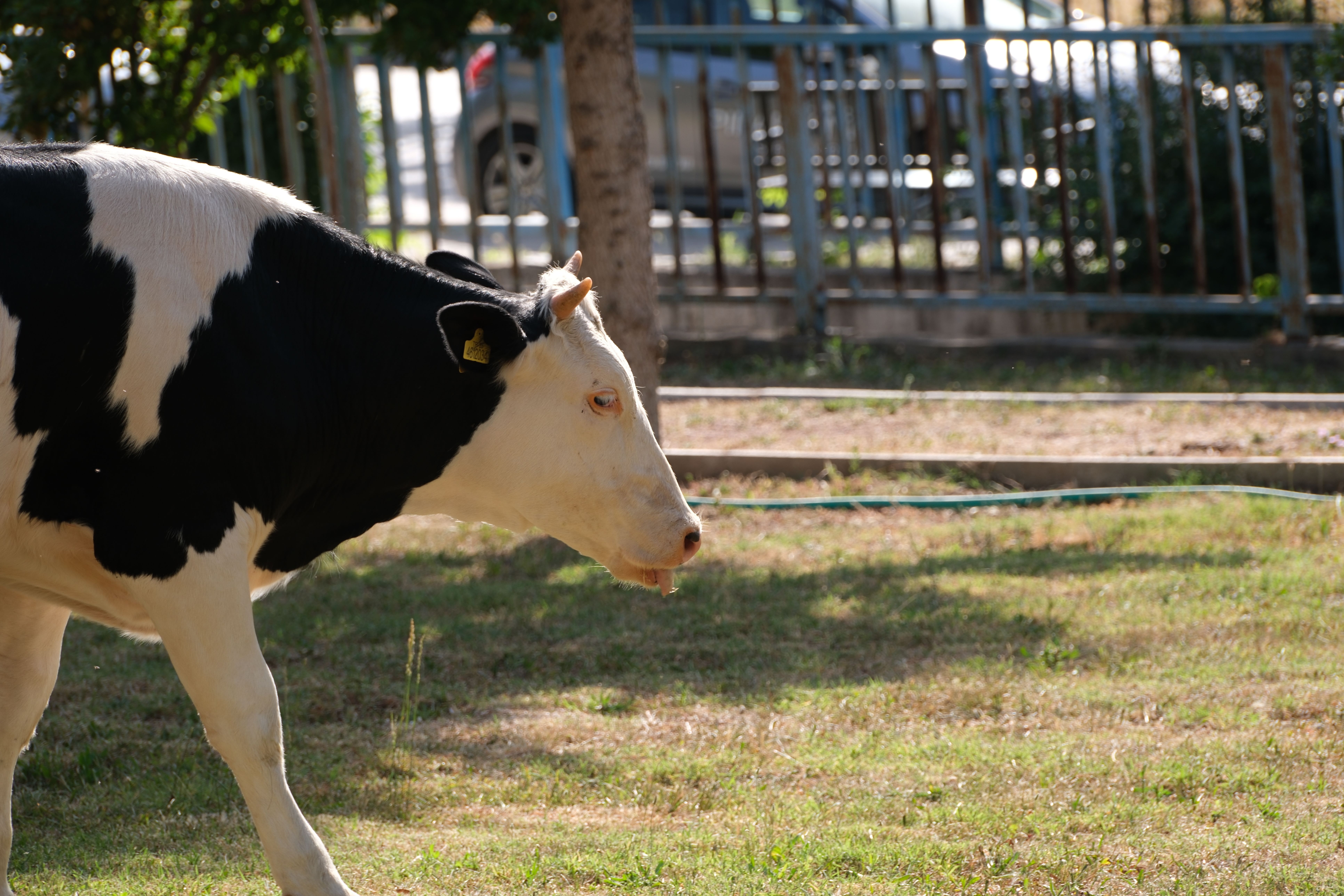Holstein dairy cow grazing outdoors in İzmir, Türkiye on a sunny day.