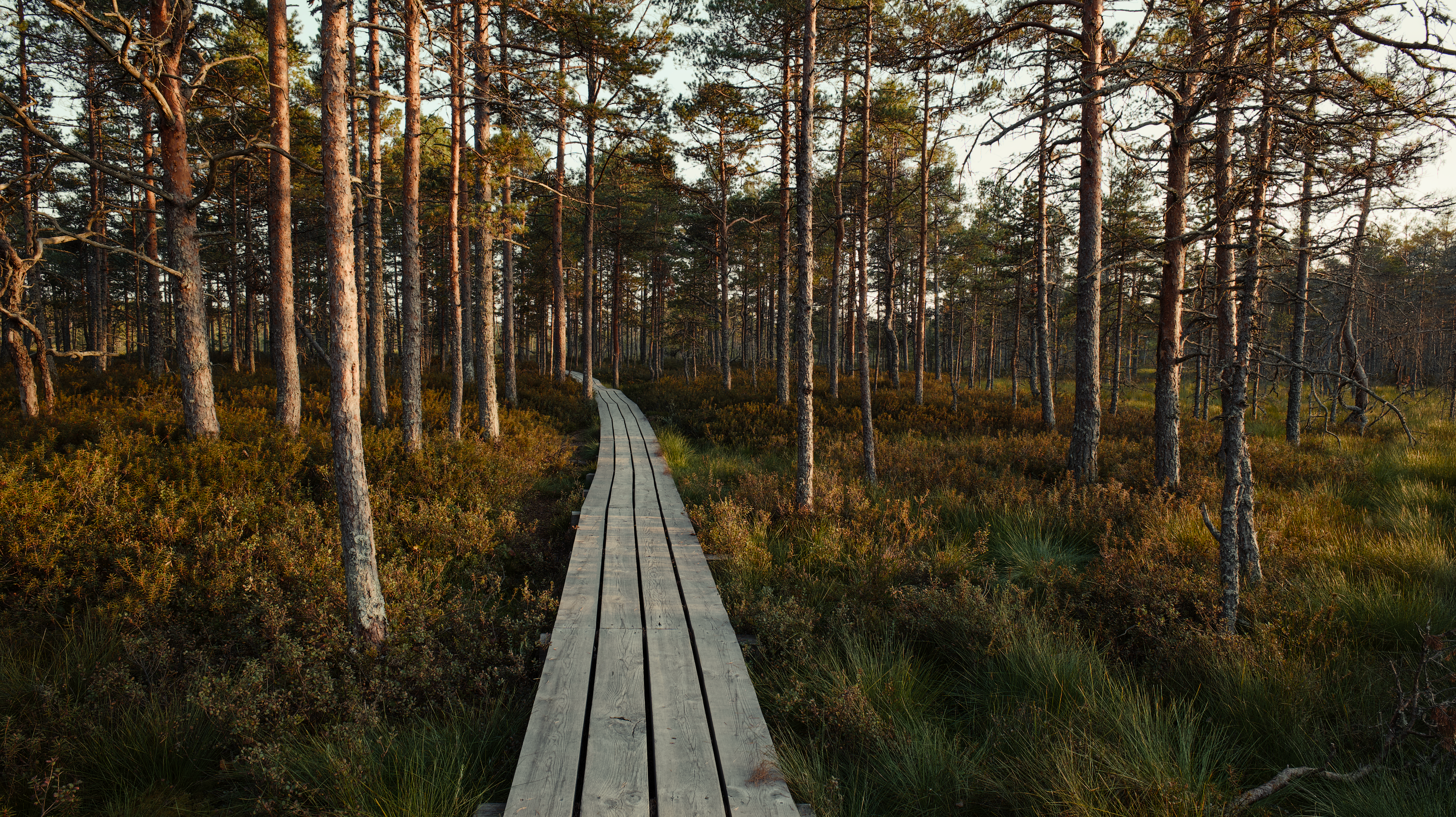 Walk the Riisa bog boardwalk