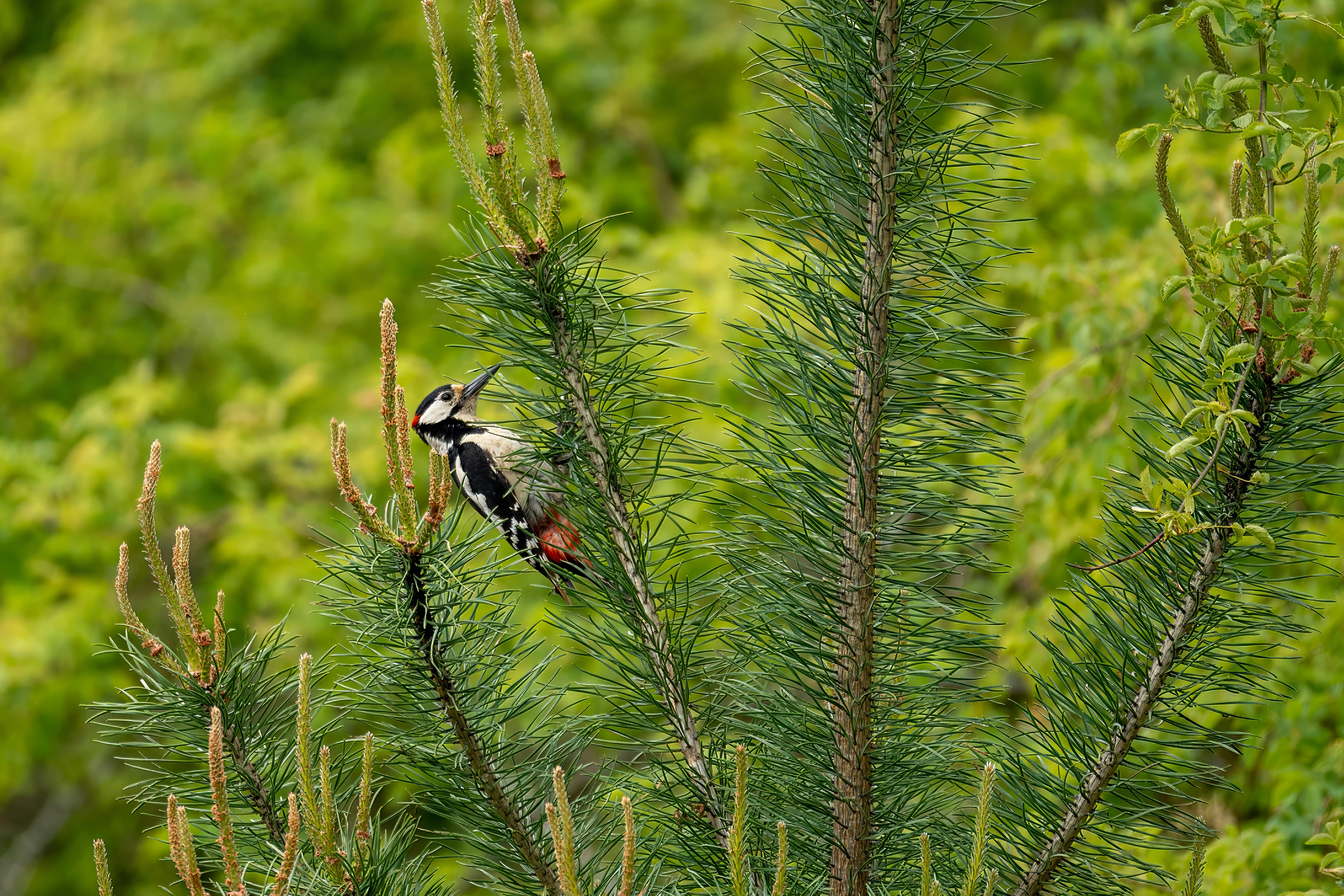 Unexplained Late Nights: Exploring the Mysteries Behind Nocturnal Behaviors