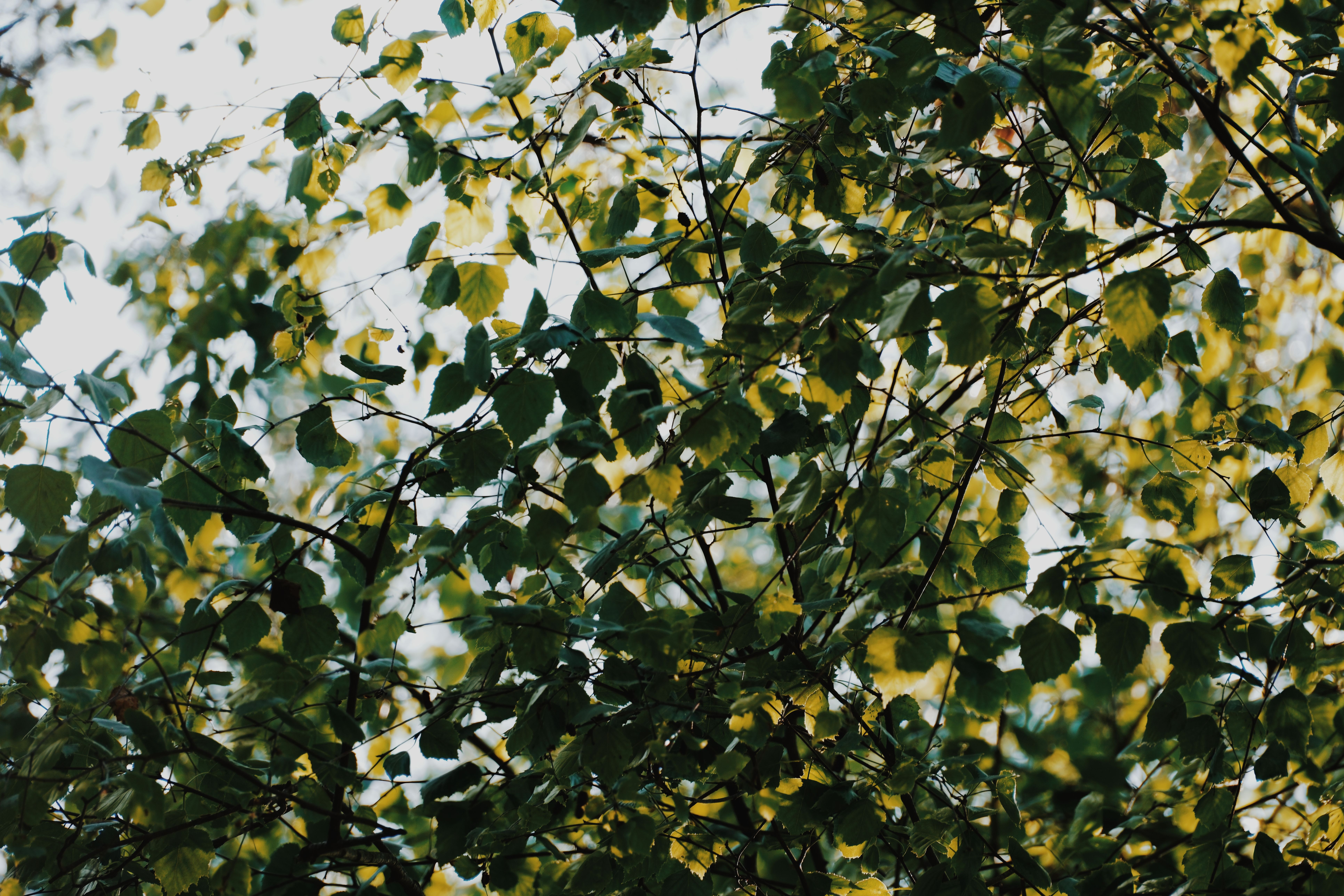 Beautiful green leaves basking in natural sunlight, capturing the essence of spring.
