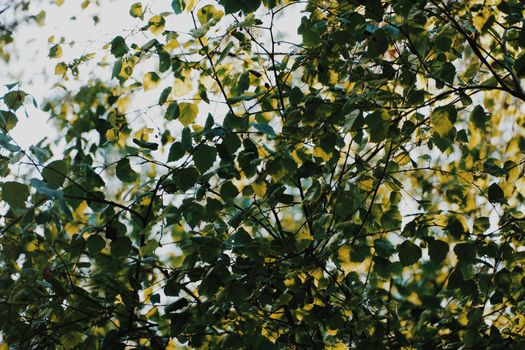 Beautiful green leaves basking in natural sunlight, capturing the essence of spring.