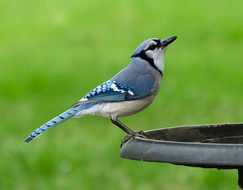 Free A stunning blue jay sits perched on a birdbath against a lush green background. Stock Photo