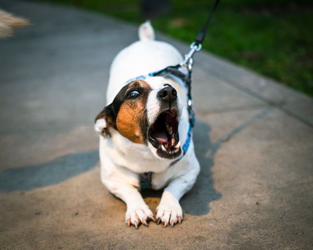 Dog barking and straining on its leash