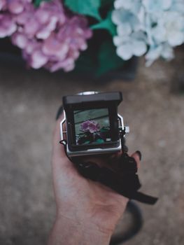 Hand holding a camera capturing pink flowers through the viewfinder outdoors.