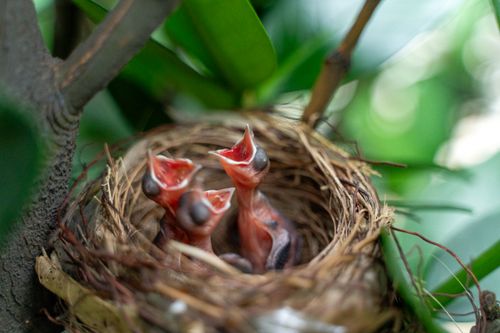 Free Three baby birds with open beaks in a nest, surrounded by green leaves. Stock Photo