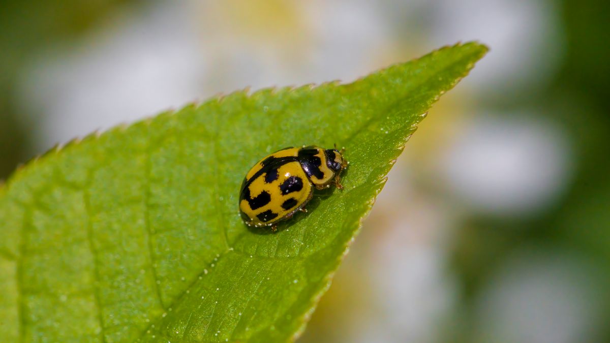 Lutte naturelle contre les aleurodes : astuces et prévention - illustration