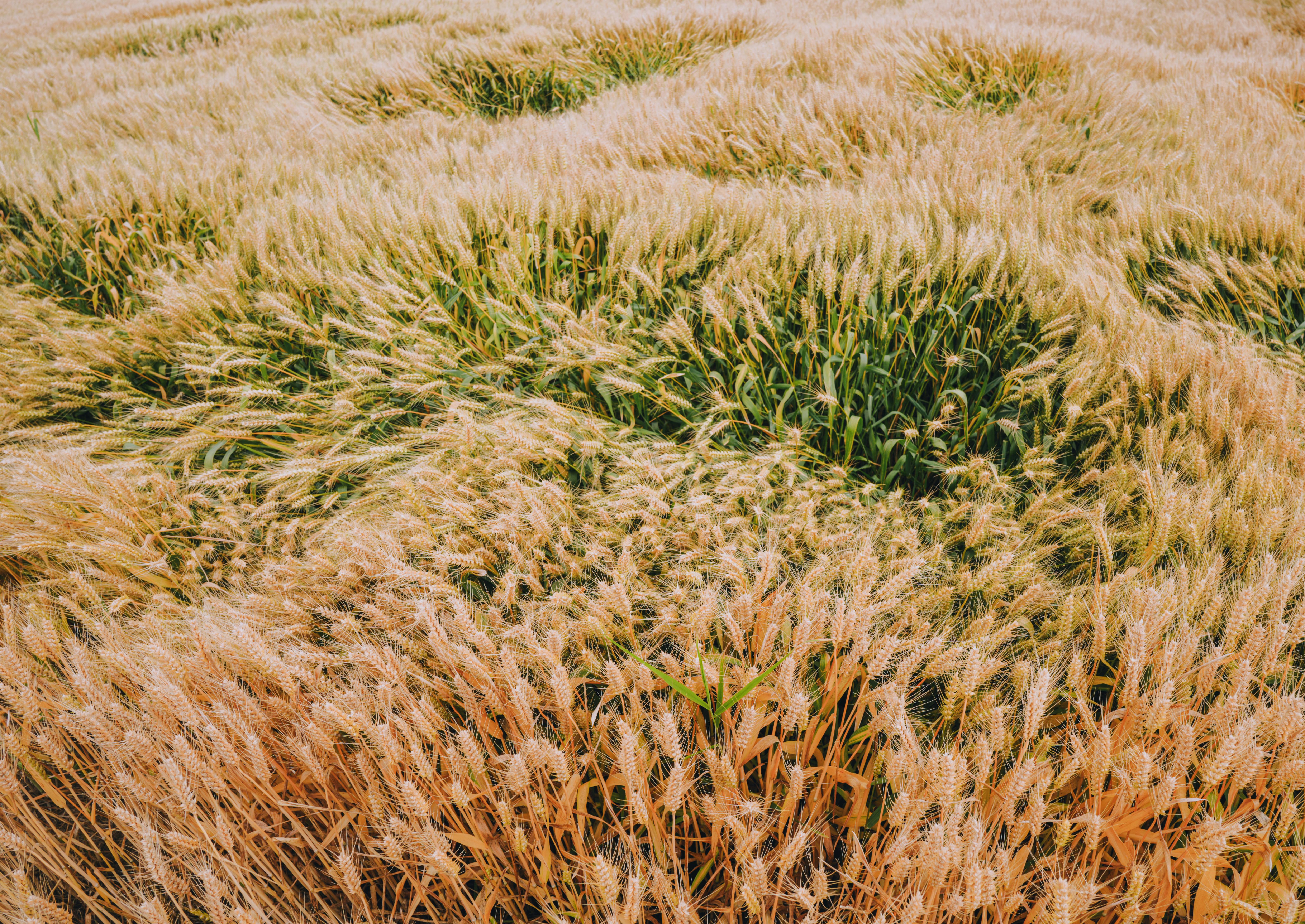 CRISPR Crop Engineering