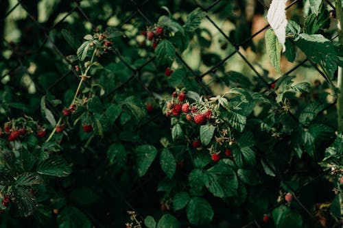 Základová fotografie zdarma na téma barvy, bobule, čerstvé ovoce