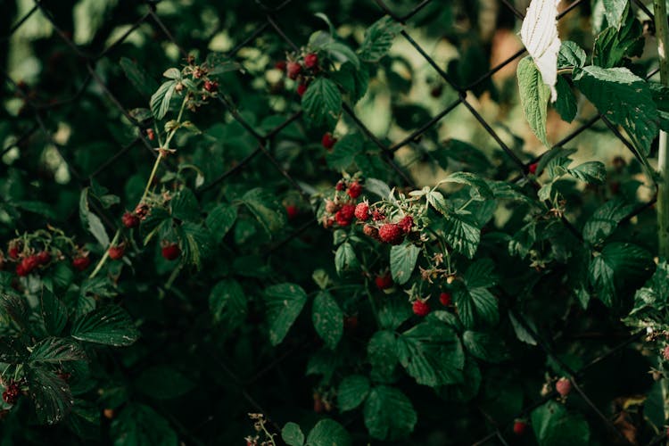 Red Berries