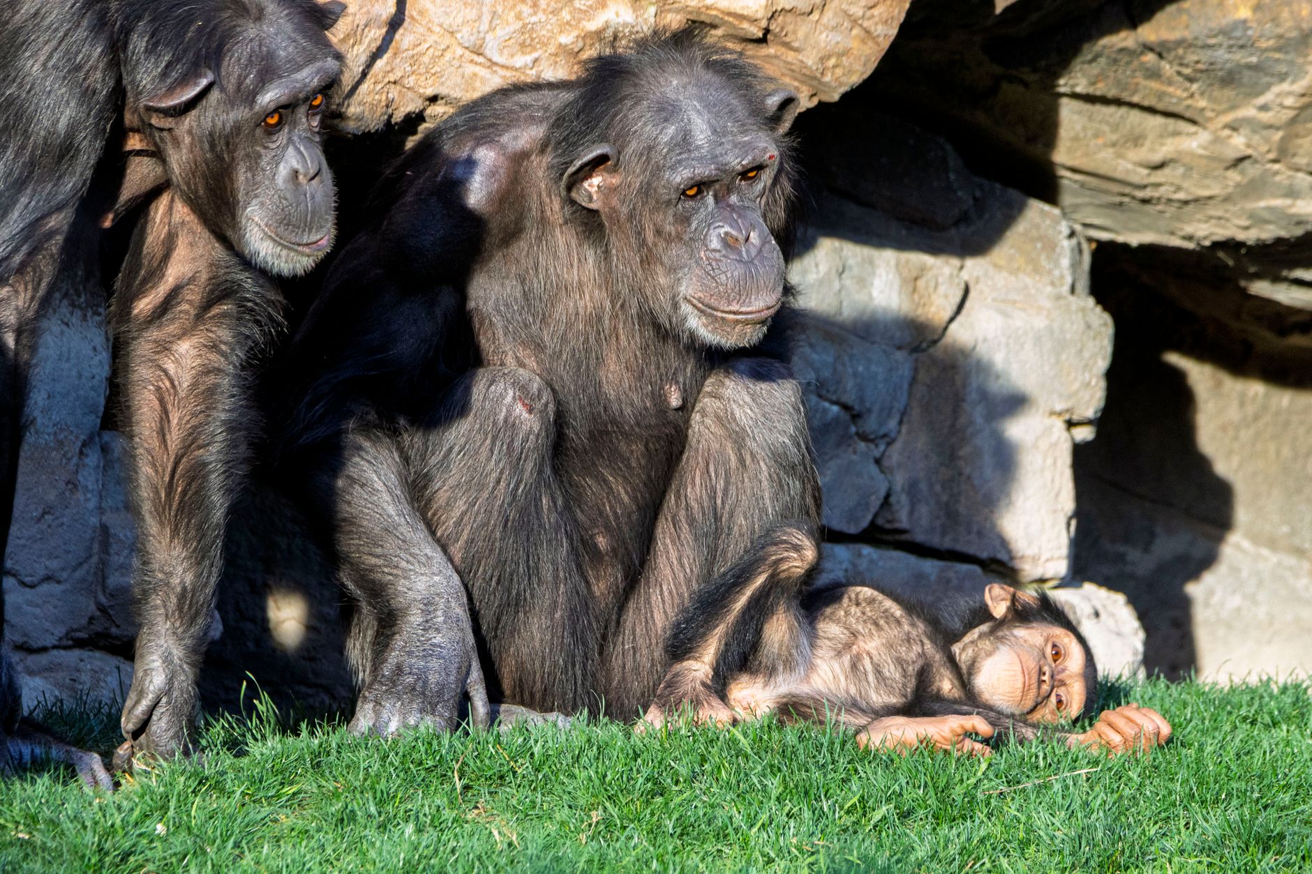Chimps' crystal choice reveals ancient human aesthetic link