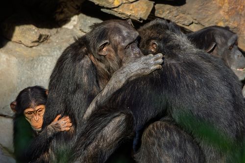 Free A touching moment of a chimpanzee family bonding together in their natural habitat, showcasing unity and affection. Stock Photo