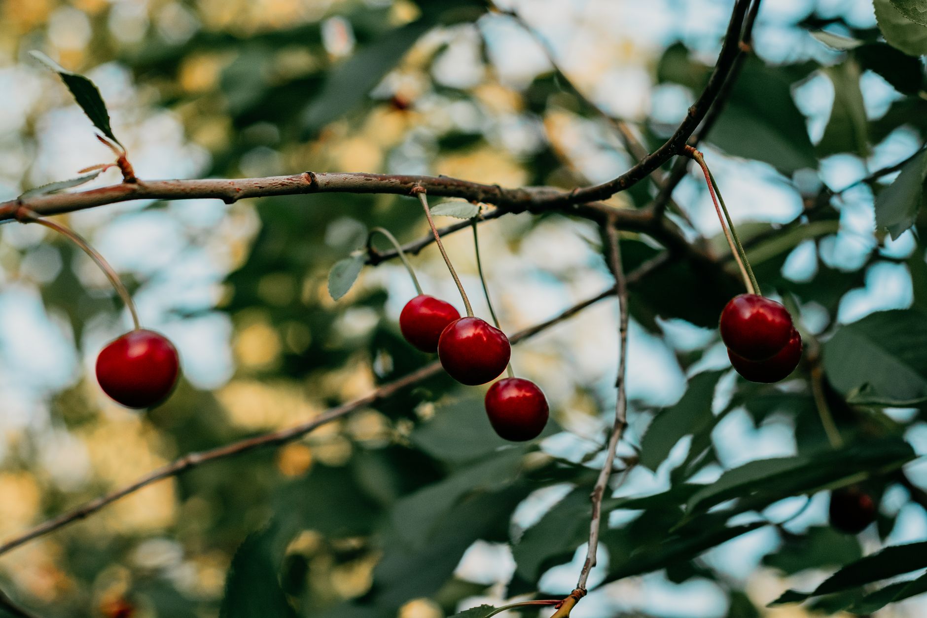 Hands holding ripe fresh cherries in garden with cherry tree in background