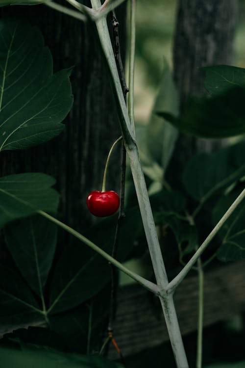 Ingyenes stockfotó Bogyó, cseresznye, egészséges témában