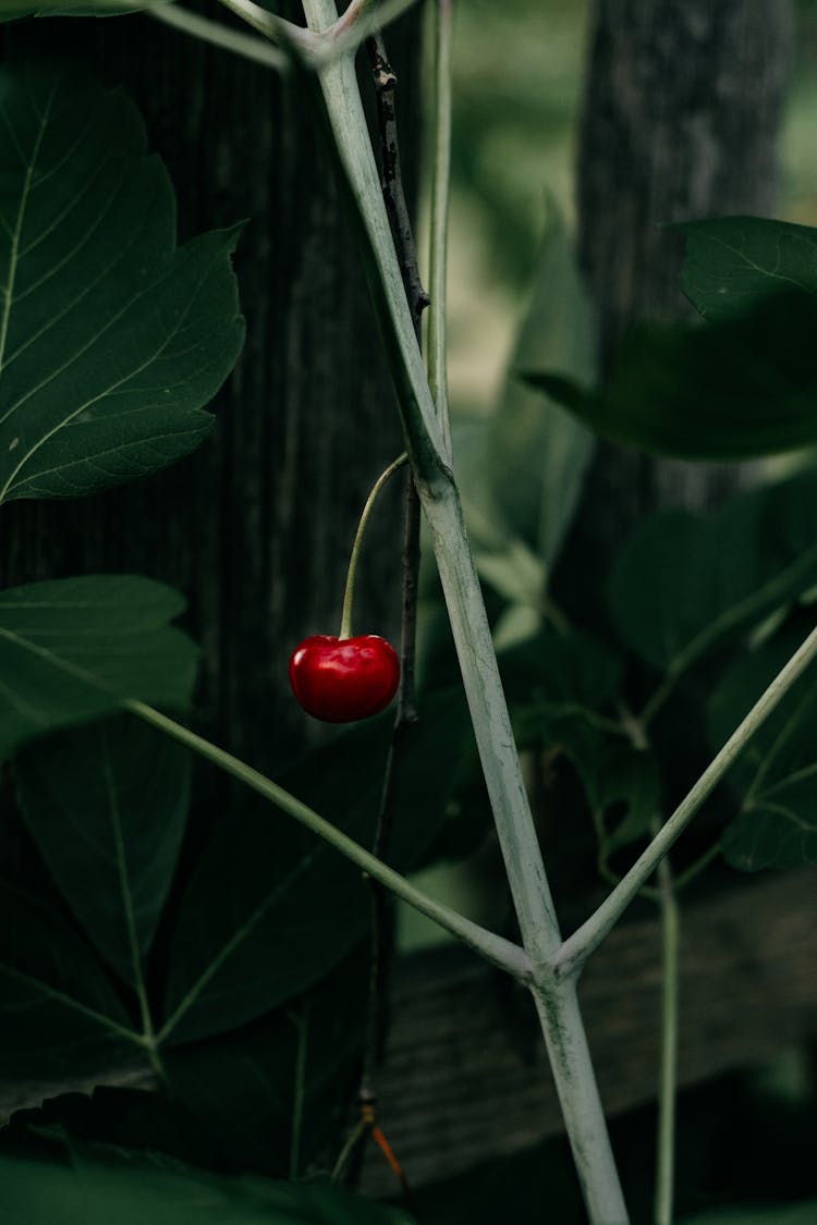 Red Fruit Cherry