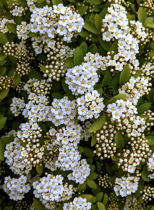 Free Beautiful cluster of white blossoms on flowering shrubs, showcasing spring's natural beauty. Stock Photo