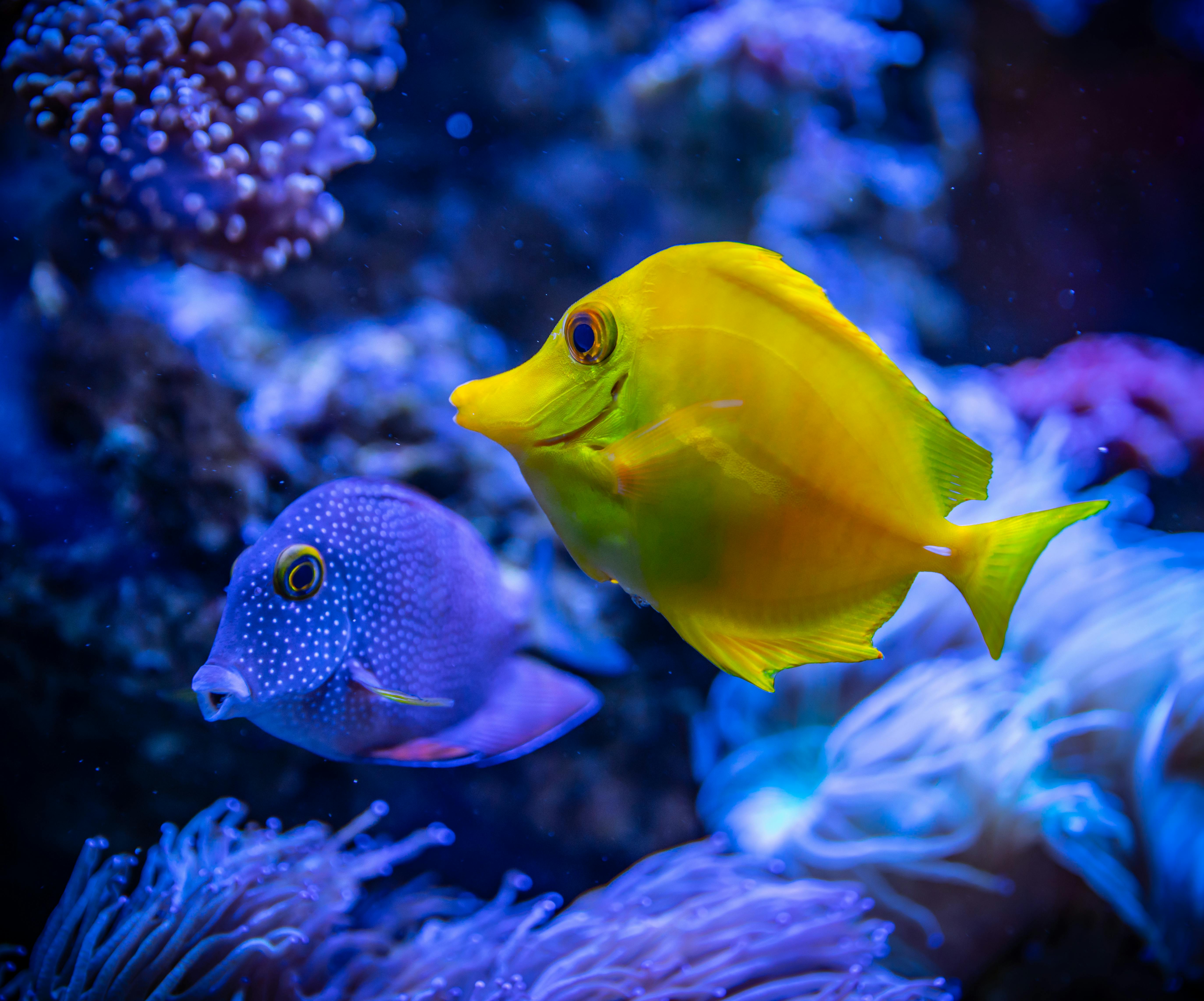 Yellow and Blue Fish in Water · Free Stock Photo