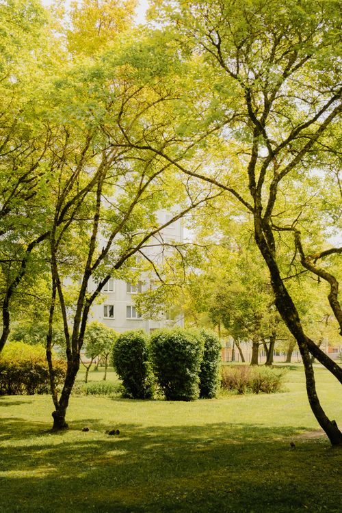 Free A tranquil view of a sunlit park with lush green trees and a building in the background. Stock Photo