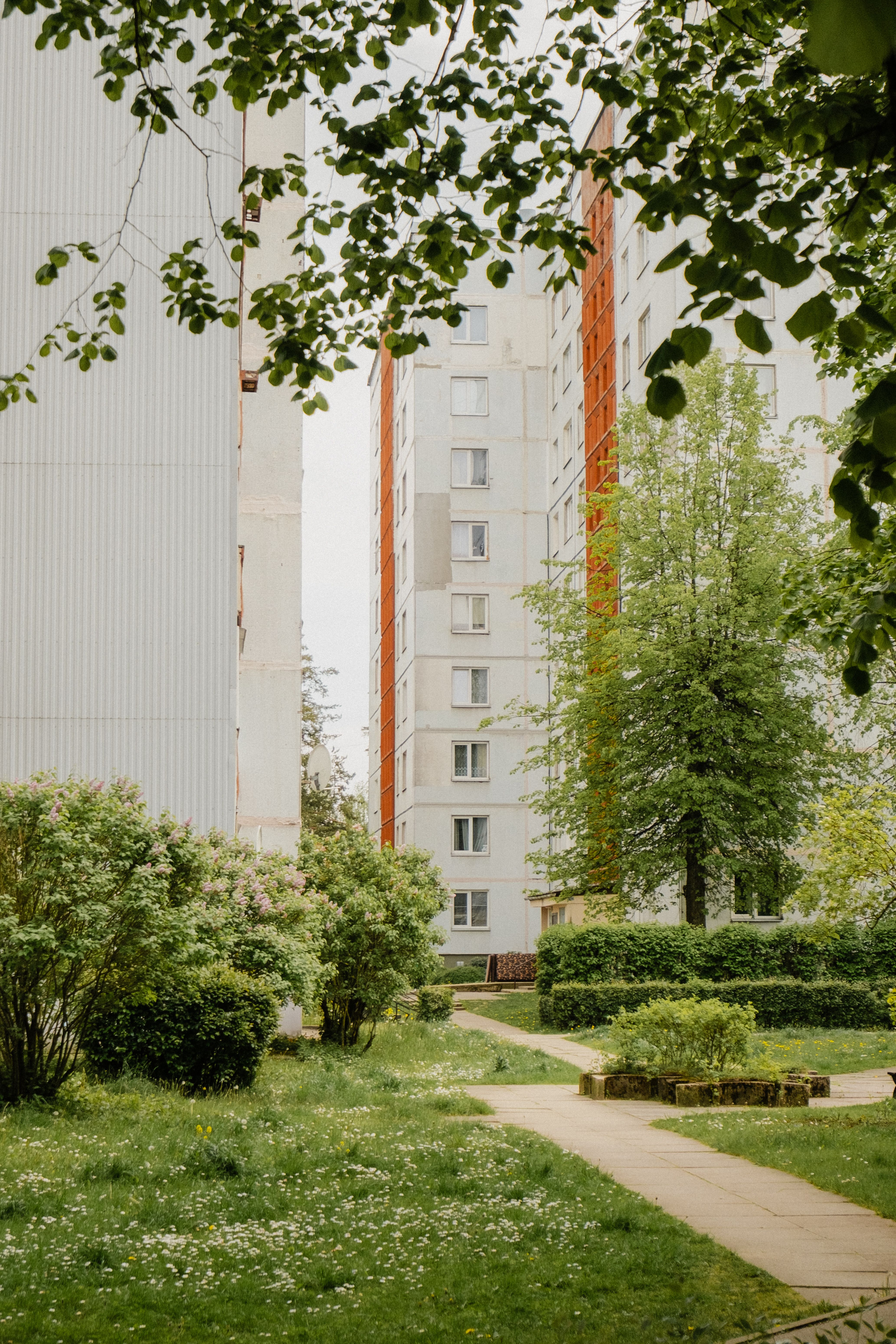 Urban Green Pathway Between Residential Buildings · Free Stock Photo