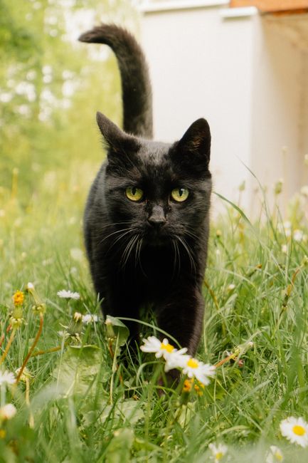 Close-up of a black cat walking through a grassy field with wildflowers, showcasing elegance and curiosity.